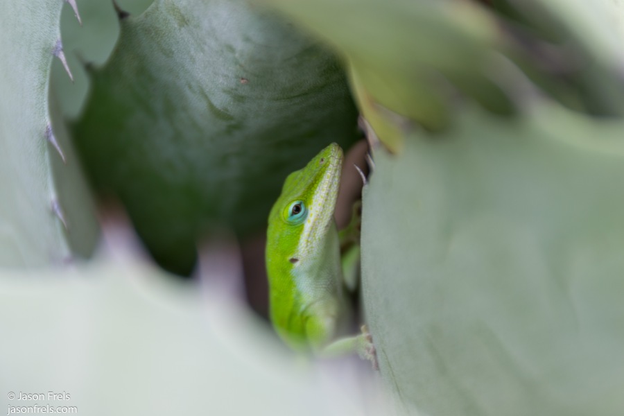 green lizard Texas backyard wildlife