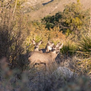 Guadalupe Mountains National Park deer