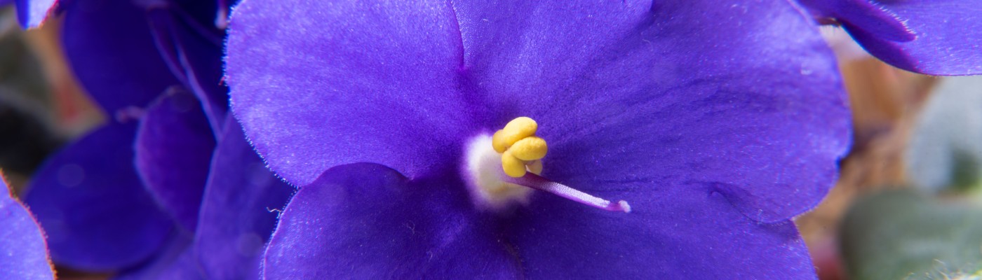 Close up of African violet using extension tubes and Nikon D750 DSLR