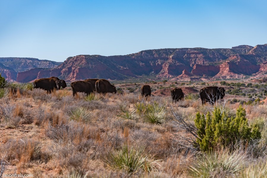 Caprock Canyons State Park Texas bison