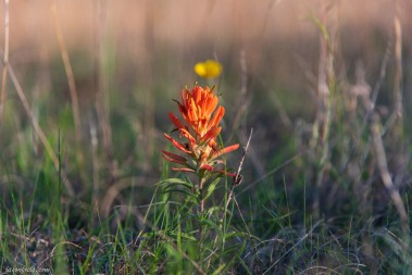 Balcones Canyonlands National Wildlife Refuge Indian paintbrush wildflower