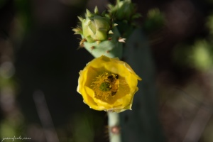 Prickly pear cactus blooms and bee in Austin Texas