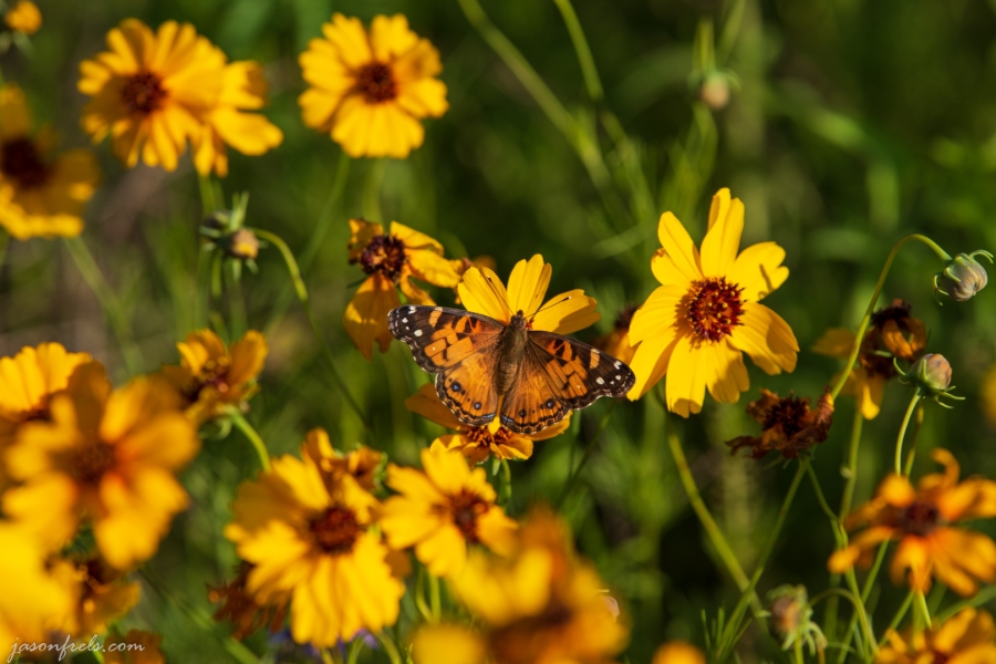 Butterfly in Wildflowers