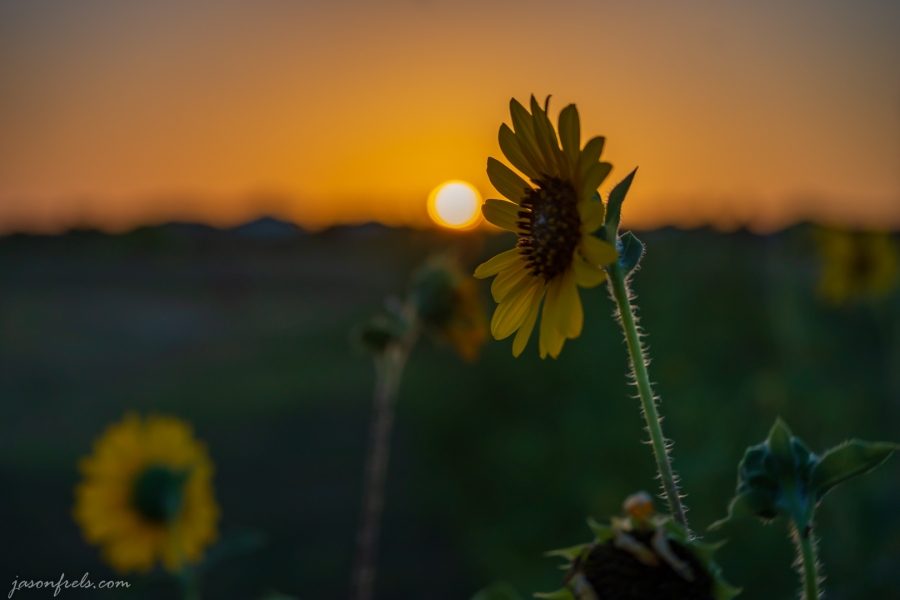 Sunflower-Sunset